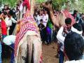 उंट अन् सांडणीचा अनोखा विवाह - Marathi News | Exotic wedding of camel and gooseberry | Latest jarahatke News at Lokmat.com