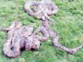 एकाच बिळात आढळले पाच अजगर - Marathi News | Five pythons found in a single bay | Latest vardha News at Lokmat.com