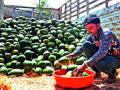 भरमसाठ आवक वाढल्याने टरबूज झाले स्वस्त ! - Marathi News | Cheap and easy to grow in the melon! | Latest nashik News at Lokmat.com