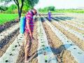 उन्हाच्या काहिलीने टोमॅटोची रोपे कोलमडली - Marathi News | Tomato seedlings collapsed after sunburn | Latest pune News at Lokmat.com