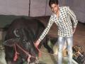 9 कोटींच्या रेड्याला 21 लिटर दुध, 10 किलो बदामाची खुराक - Marathi News | 9 crores of red, 21 liters of milk, 10 kg almonds dose | Latest dhule News at Lokmat.com