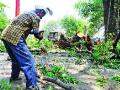 १५० वृक्षांवर कोसळणार कुऱ्हाड - Marathi News | Kurhad to fall on 150 trees | Latest nashik News at Lokmat.com
