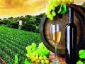 ‘थाईफेक्स’मध्ये नाशिक वाइन - Marathi News | Nashik wine in 'Thyifax' | Latest nashik News at Lokmat.com