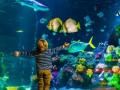 टीडीआर देऊन बांधणार मत्स्यालय - Marathi News | Aquarium to be built by TDR | Latest maharashtra News at Lokmat.com