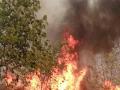 हरताळे जंगलातील अग्नी तांडव सुरूच - Marathi News | Fire burns in the Hartale forest | Latest jalgaon News at Lokmat.com