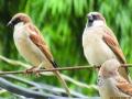 महाड शहरात ६२६ चिमण्यांची नोंद - Marathi News | 626 sparrows recorded in Mahad city | Latest maharashtra News at Lokmat.com