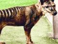 टास्मानियन टायगरचा नव्याने शोध - Marathi News | The newly discovered Tasmanian Tiger | Latest international News at Lokmat.com