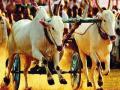 राज्यात बैलगाडा शर्यतींचा थरार पुन्हा रंगणार - Marathi News | Belgaum races again in the state will thundering again | Latest maharashtra News at Lokmat.com