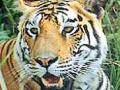 गंगासागर हेटी परिसरात वाघाची दहशत - Marathi News | Tigers panic in Gangasagar Hetti area | Latest chandrapur News at Lokmat.com