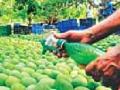 सावधान,आंबा झालाय विषारी - Marathi News | Be careful, mangoes, poisonous | Latest nagpur News at Lokmat.com