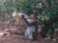 तहानलेल्या वानराकडून बाटलीतलं पाणी क्षणात फस्त - Marathi News | Bottled water cracked by thirsty apes | Latest maharashtra News at Lokmat.com