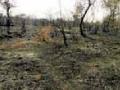 रोहित्रामधून उडाली ठिणगी ११ हेक्टर क्षेत्र जळून खाक - Marathi News | Sparks blown out of Rohit 11 hectare area burnt | Latest amravati News at Lokmat.com