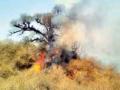 शेत, धुऱ्यावरील आगीने वृक्षांना धोका - Marathi News | Farm, dust, fire, danger to trees | Latest vardha News at Lokmat.com