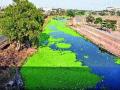 निळ्या पाण्यावर हिरवे गालीचे, - Marathi News | Green water on blue water, | Latest nashik News at Lokmat.com