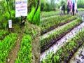 पेणमध्ये १ लाख कांदळवनाची लागवड - Marathi News | One lakh sown cultivators | Latest raigad News at Lokmat.com