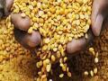 तूरडाळीवरील निर्यातबंदी उठवा; राज्याचे केंद्राला साकडे - Marathi News | Raise the export ban on paddy fields; Stick to the state's center | Latest maharashtra News at Lokmat.com
