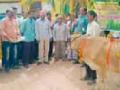 ६९ पशुधनांचा ‘सातवा महिना’ - Marathi News | 69 'The seventh month' of the cattle | Latest bhandara News at Lokmat.com