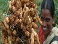 भुईमूग पिकाच्या काढणीला सुरुवात - Marathi News | Beginning harvesting groundnut crop | Latest dhule News at Lokmat.com