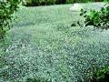 नामपूरला शेतात पडला गारांचा खच - Marathi News | The cost of hail fell in the field of Nampur | Latest nashik News at Lokmat.com
