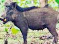वन्यप्राण्यांनी १,७०८ शेतकऱ्यांचे केले नुकसान - Marathi News | 1,070 farmers have done damage to wild animals | Latest vardha News at Lokmat.com