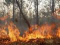 हजारो एकरांवरील जंगल जळून खाक - Marathi News | Thousands of acres of forest burns | Latest buldhana News at Lokmat.com