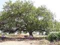 कडुनिंबाच्या महाकाय झाडाचे घेतात दर्शन! - Marathi News | Neem tree takes nectar big tree! | Latest buldhana News at Lokmat.com