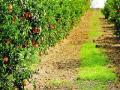 संत्र्याच्या पिकाला फायदेशीर ‘हॉर्टसॅप’! - Marathi News | Hantasap 'beneficial for Sandra's crop! | Latest maharashtra News at Lokmat.com
