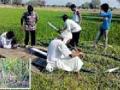 शेतकऱ्यांची धान पीक वाचविण्यासाठी धावपळ - Marathi News | Running to save the farmers' paddy crop | Latest bhandara News at Lokmat.com