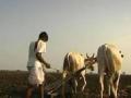 विदर्भात शेतमशागतीच्या कामावर भर! - Marathi News | Vidarbha emphasis on workload! | Latest maharashtra News at Lokmat.com