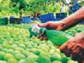 कार्बाईडयुक्त आंब्याचा १.६९ लाखांचा साठा जप्त - Marathi News | 1.69 lakh cash seized by carbide mangoes | Latest nagpur News at Lokmat.com