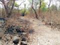 डोंगरगाव तलावाच्या भिंतीवरील झाडे धोकादायक - Marathi News | Trees on the wall of Dongargoan lake are dangerous | Latest vardha News at Lokmat.com