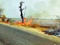 नागरिकाच्या सजगतने विझविले पेटलेले झाड - Marathi News | Decorated by a citizen, the quarrels burned | Latest amravati News at Lokmat.com