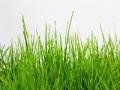 ...आता गवतापासून मद्यनिर्मिती? - Marathi News | ... Now the man from the grass? | Latest maharashtra News at Lokmat.com