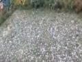 मराठवाडा-विदर्भात गारपिटीसह पावसाची शक्यता - Marathi News | Marathwada-Vidarbha hailstorm with possibility of rain | Latest maharashtra News at Lokmat.com