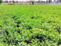 भुईमूग बहरला... - Marathi News | Groundnut flourishes ... | Latest yavatmal News at Lokmat.com