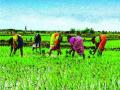 खरीप हंगामातील भातपीक दुप्पट करणार - Marathi News | The rice crop will double twice in the kharif season | Latest maharashtra News at Lokmat.com