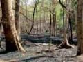 एफडीसीएमचे जंगल आगीत भस्मसात - Marathi News | FDCM forest fire in fire | Latest gondia News at Lokmat.com
