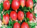डाळिंबाचे भाव कोसळले - Marathi News | Pomegranate prices collapsed | Latest pune News at Lokmat.com