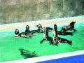 पेंग्विन दर्शनासाठी मोजा १०० रुपये ! - Marathi News | 100 pounds for penguin darshan! | Latest maharashtra News at Lokmat.com