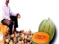 3 एकरात खरबूज फळापासून मिळाले तीन लाखांचे उत्पन्न - Marathi News | 3 lakhs yielded three lakhs of melon fruit | Latest jalgaon News at Lokmat.com