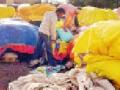 गचाळ कार्यप्रणालीमुळे हजारो क्विंटल तूर बेवारस - Marathi News | Thousands of quintals to be dehydrated due to sloppy operation | Latest vardha News at Lokmat.com
