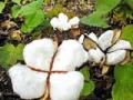 सव्वा कोटींची कपाशी बियाणे जप्त - Marathi News | Twenty-five crore cotton seeds seized | Latest yavatmal News at Lokmat.com