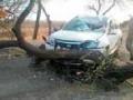 रस्त्यावर झाड पडल्याने कारचा अपघात - Marathi News | Car accident due to tree collapse | Latest amravati News at Lokmat.com