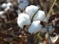 अचानक सरकीचे दर कोसळले, रुईचे उत्पादन वाढले! - Marathi News | Suddenly the prices fell, the cotton production increased! | Latest akola News at Lokmat.com