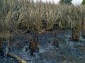 आगीमध्ये सात लाखाचा ऊस जळून खाक - Marathi News | Seven lakes of sugarcane burned in fire | Latest jalgaon News at Lokmat.com
