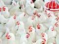 आदिवासींना कुक्कुट पालनाचे धडे - Marathi News | Lessons for Poultry to Adivasis | Latest amravati News at Lokmat.com