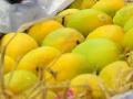 हापूसच्या नावाखाली मद्रासच्या आंब्यांची विक्री - Marathi News | Madras mangoes sold under the name of Hapus | Latest maharashtra News at Lokmat.com