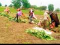 भुईमूग काढणी : - Marathi News | Groundnut Harvesting: | Latest yavatmal News at Lokmat.com