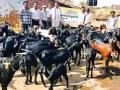 डोमा येथे विविध रोगाने ३५० शेळ्यांचा मृत्यू - Marathi News | 350 goats die in various diseases at the Doma | Latest chandrapur News at Lokmat.com