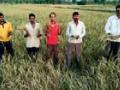 ५० शेतकऱ्यांचा धान करपला - Marathi News | 50 farmers crushed the paddy | Latest gondia News at Lokmat.com